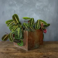 Oryginalna osłonka na doniczkę 25x25x21 cm – ręcznie robiona