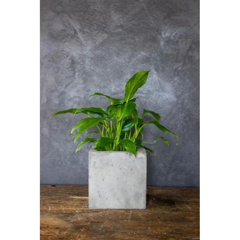 Donica betonowa kwadratowa szara 15x15x15 cm – Dodo Square Grey | Ręcznie wykonana