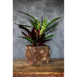 Industrialna donica betonowa 25x25x21 cm Kortes - Flesh S | Unikalny design i elegancja